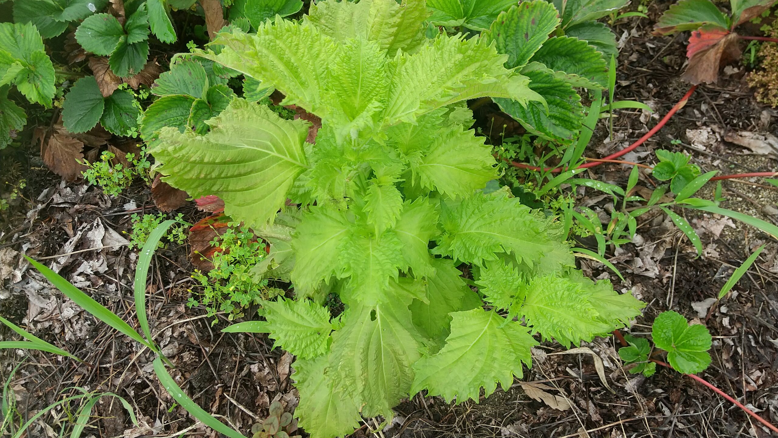 しそ 育て方 初心者