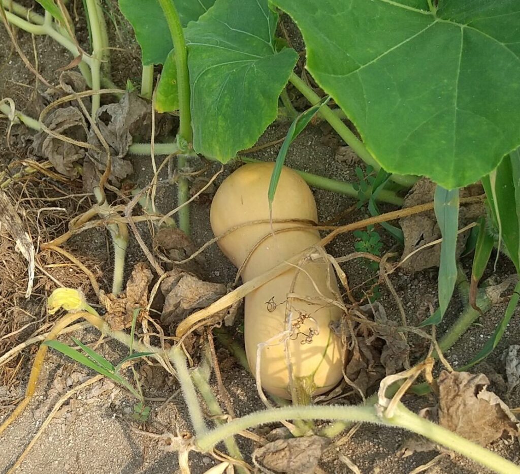 バターナッツカボチャ　受粉