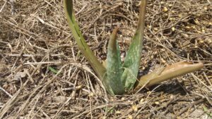 アロエベラ植え替え