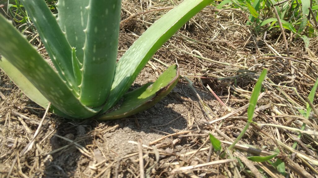 根腐れとは限らないアロエベラの茶色い葉先