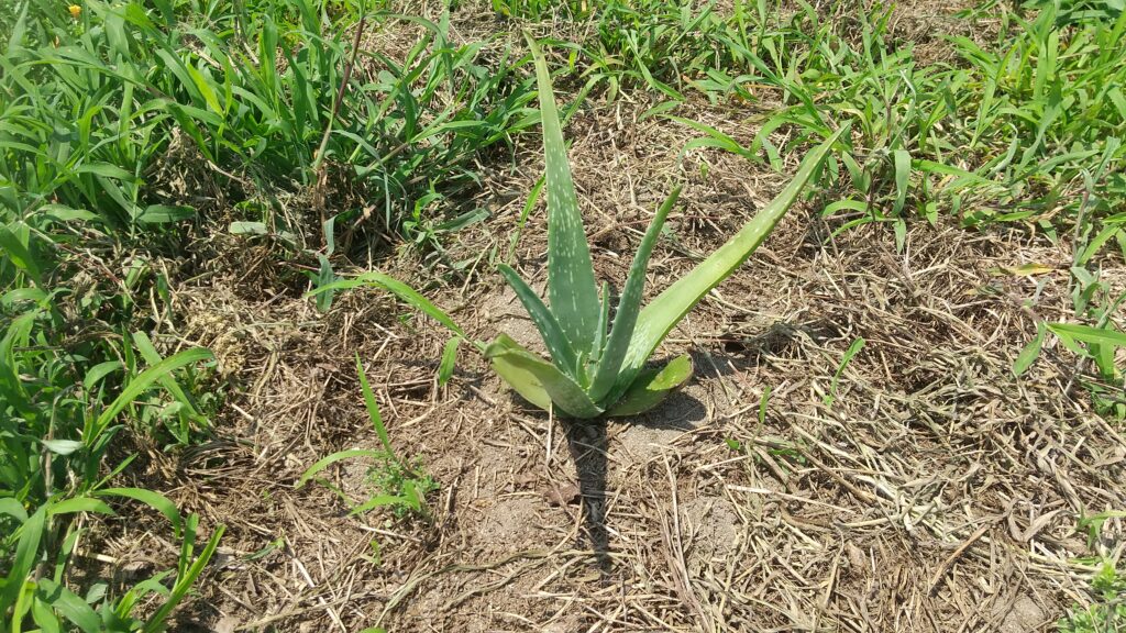 畑に地植えして育てているアロエベラの株