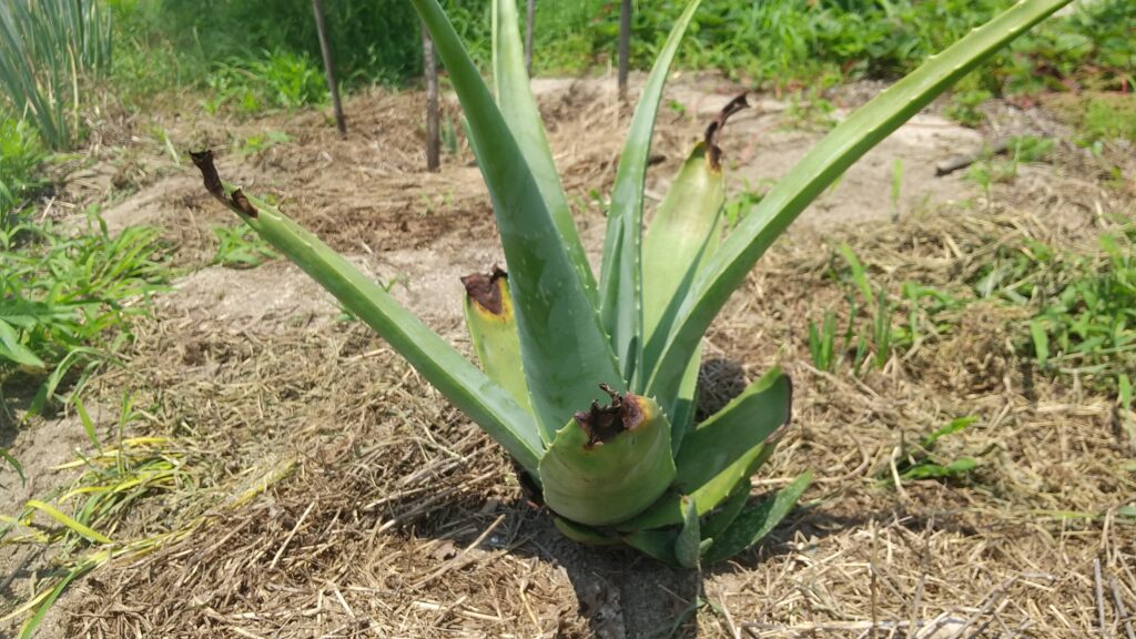 アロエベラの親株の根元から出てきた複数の子株